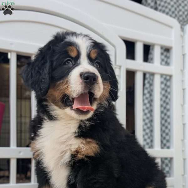 Paris, Bernese Mountain Dog Puppy